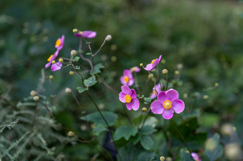 Egy virág, ami az erdő hangulatával ajándékoz meg: 25 tudnivaló a szellőrózsáról