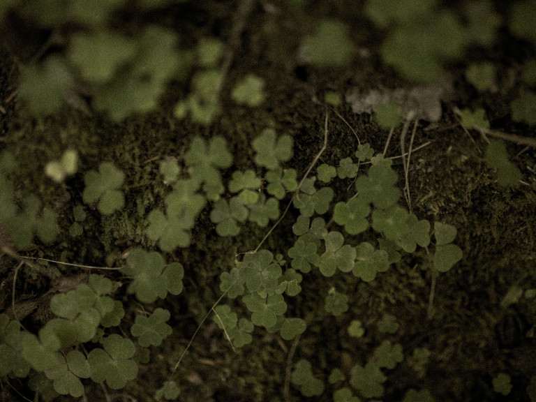 Fecskehere avagy háromlevelűfű – milyen néven ismered az erdő gyógyhatású szőnyegét?