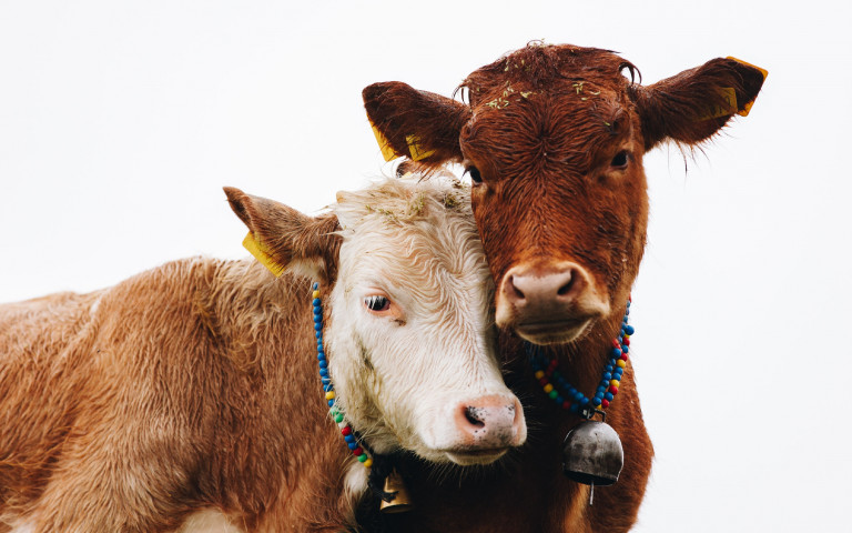 Valóban érkeznek a „környezettudatos” tehenek? És ki fogja őket megenni?