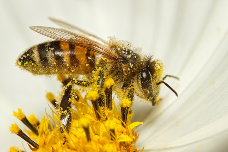 A virágpor örök dilemmája, avagy ideje rendet tenni a pollen-paradoxon háza táján! 