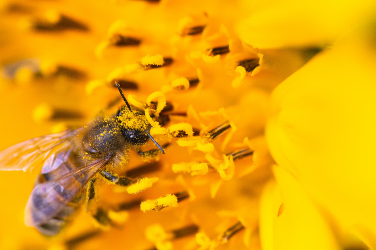 A virágpor örök dilemmája, avagy ideje rendet tenni a pollen-paradoxon háza táján! 