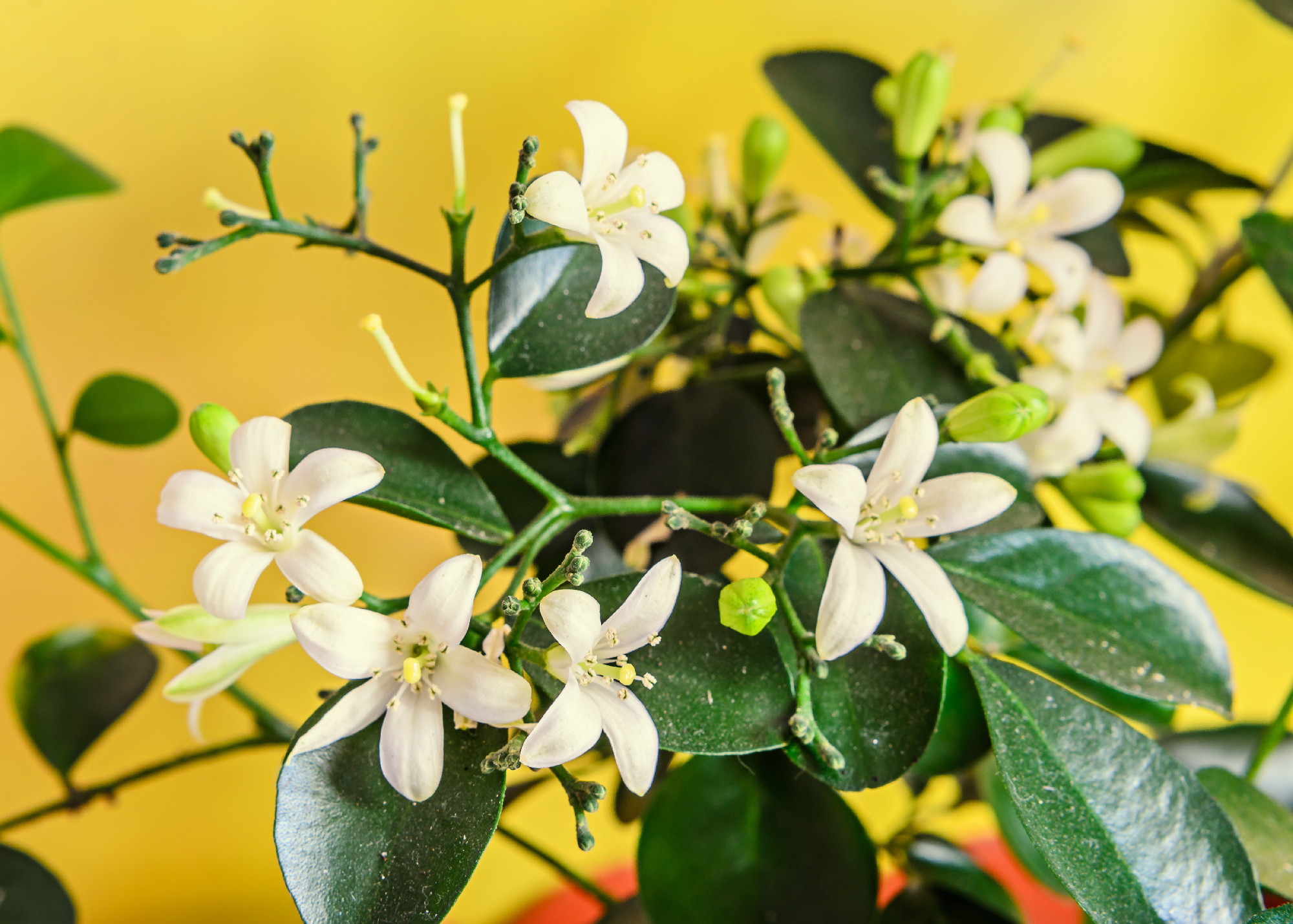 White flowers of Murraya paniculata, Jasminul portocal (Murraya