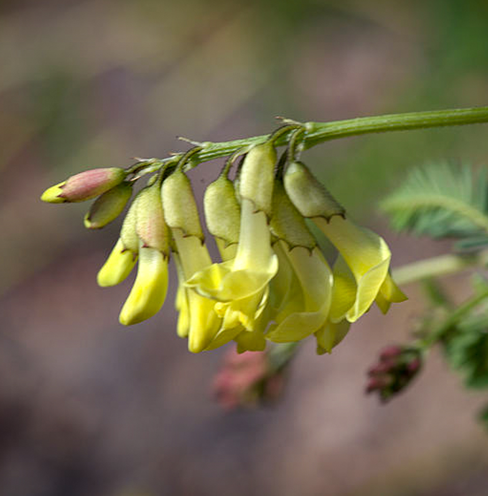 Bátran mondhatjuk: igazi csodaszer
