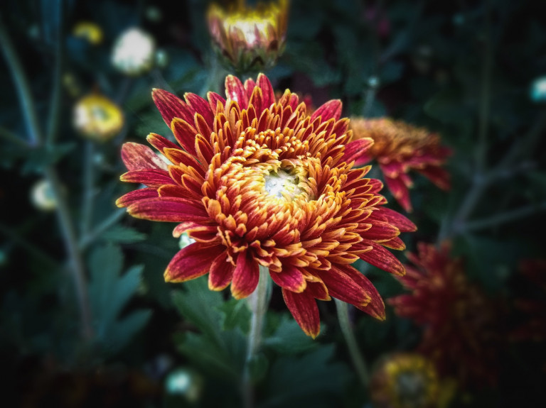 Kései sztár a virágoskertben: 5x5 tudnivaló az őszirózsáról