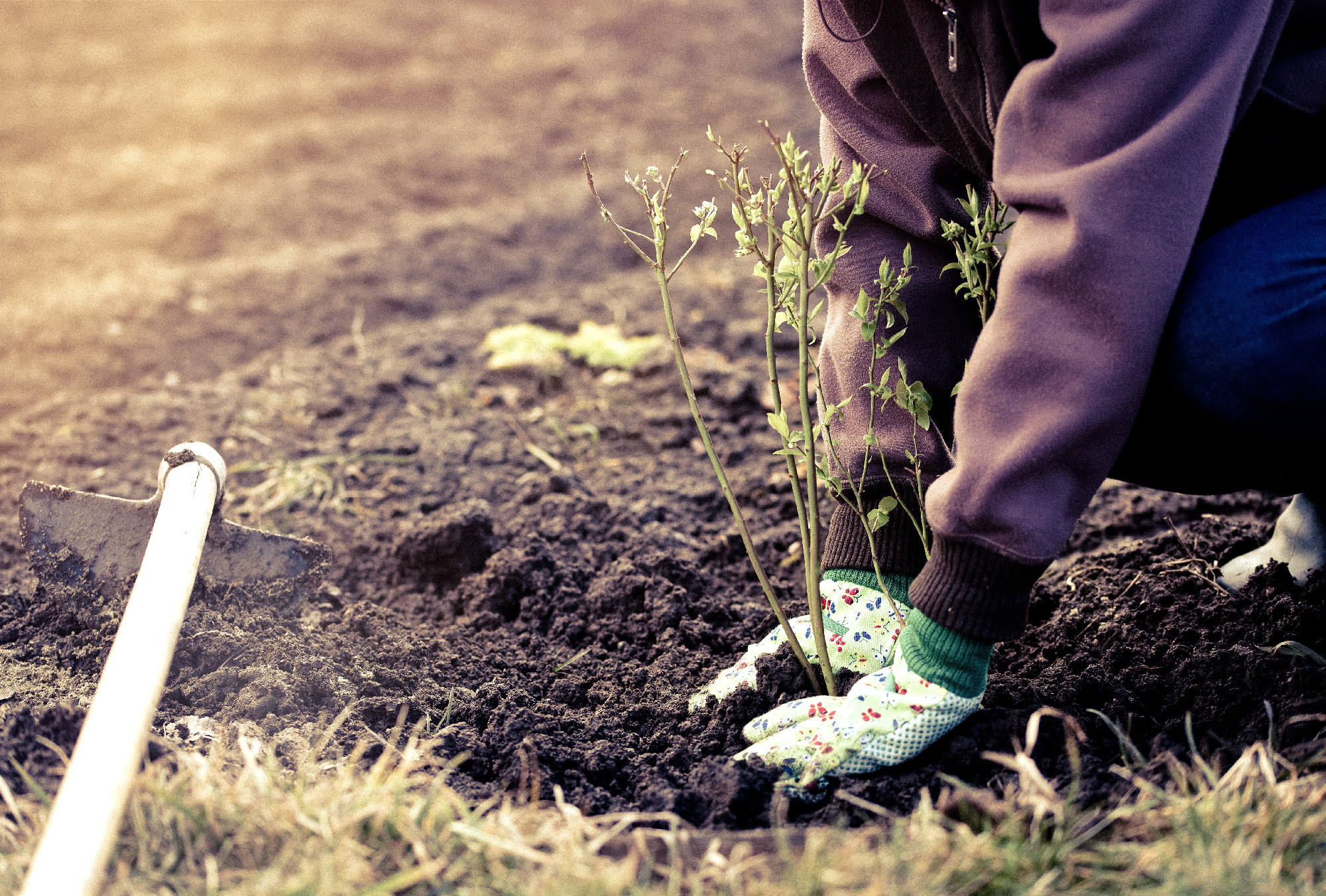 planting blueberries bush in early spring garden