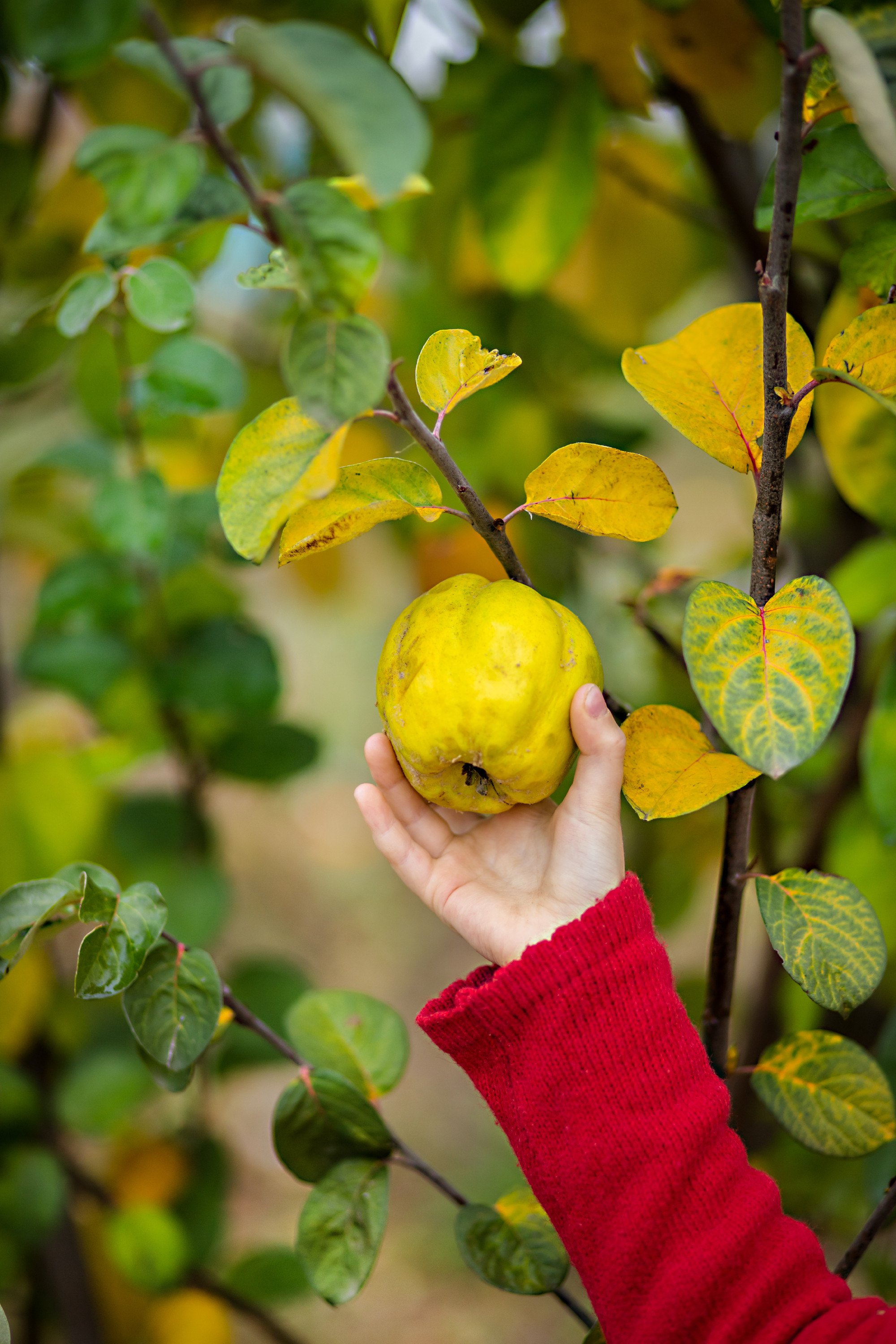 Basket full with home grown quince from my garden.