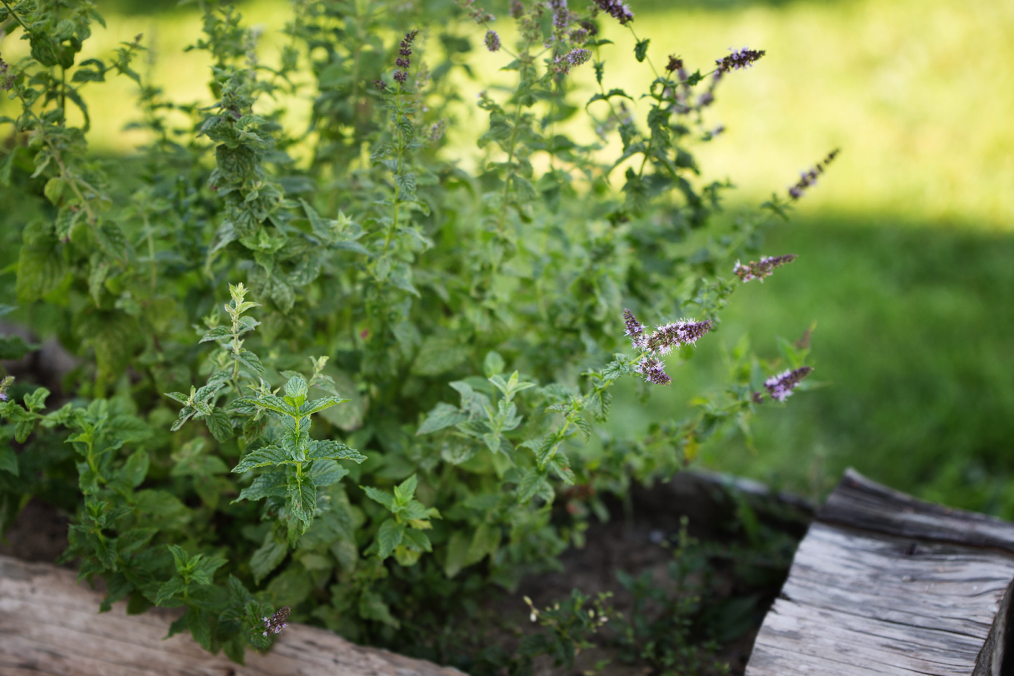 Slective focus on the mint flower