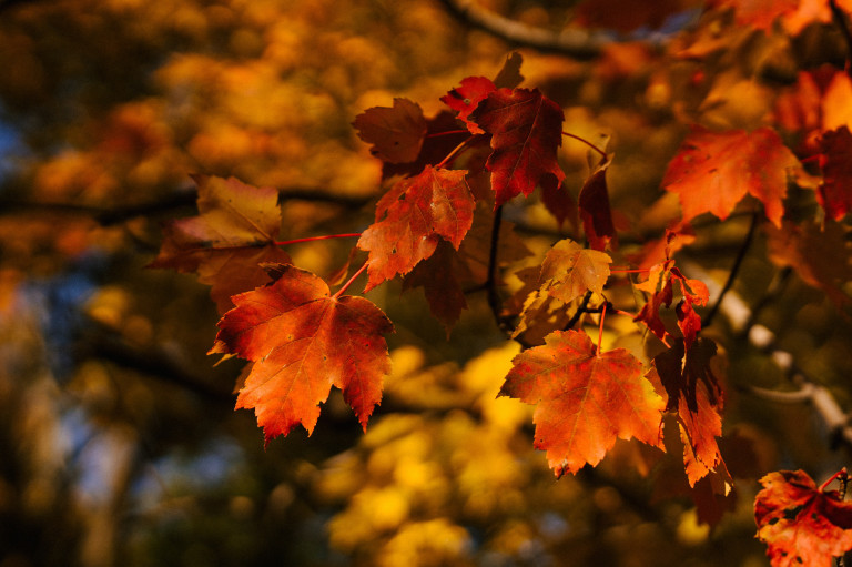 Ideje elültetni az ősz legszebb fáját: mindent a juharfáról
