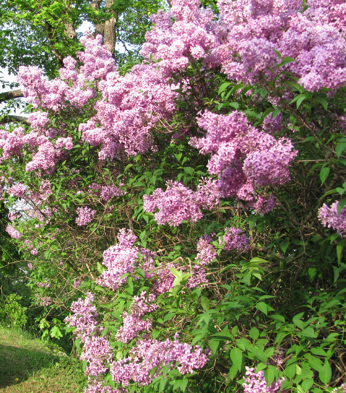 Most elülteted, májusban már virágzik: az orgona, és amit róla tudni kell