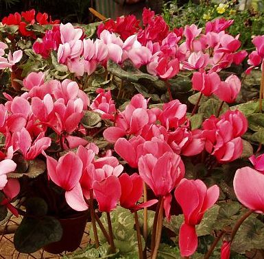 Szobába idézi a tavaszt: ezért kell otthonra ciklámen