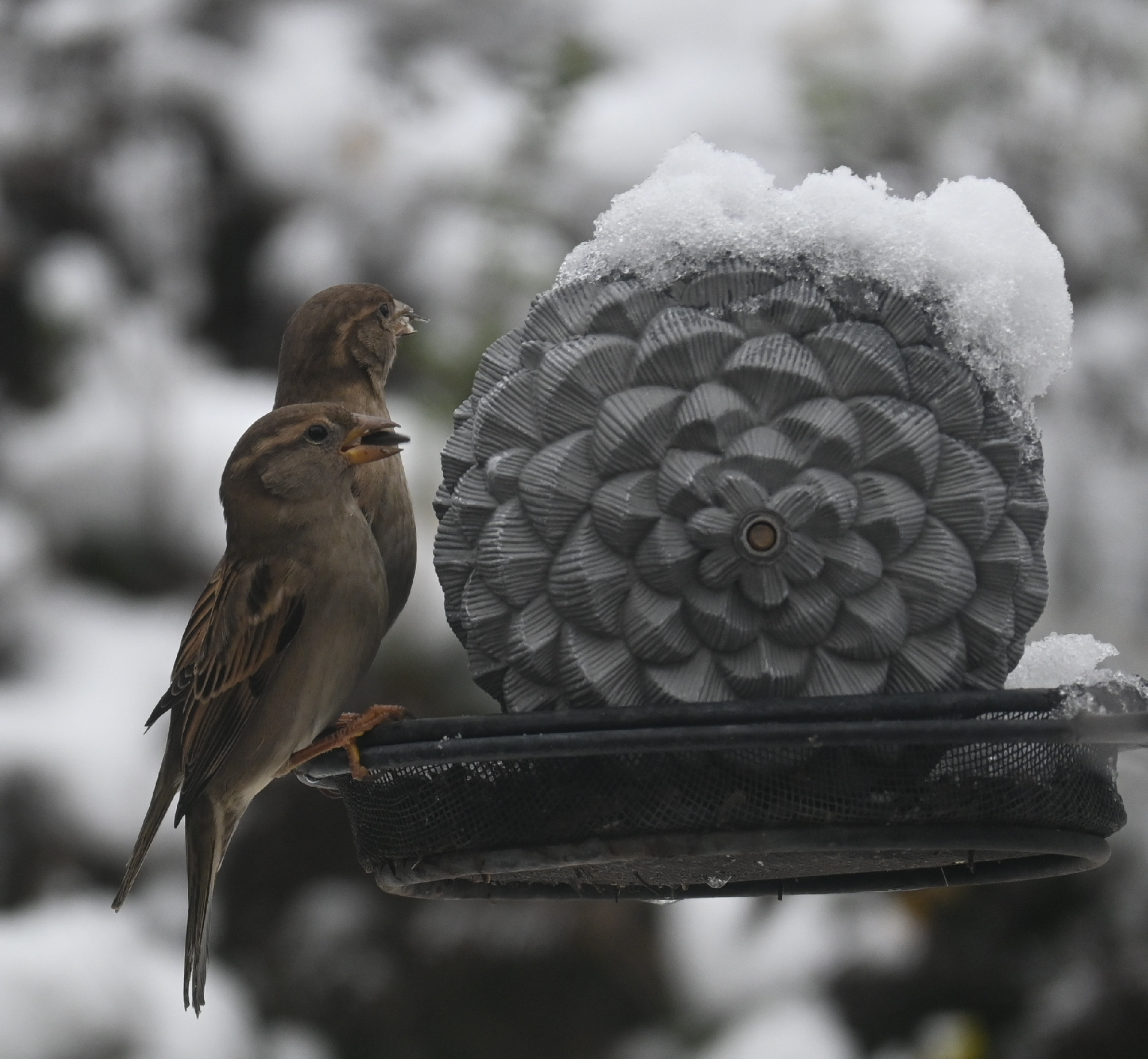 Téli madáretetés okosan