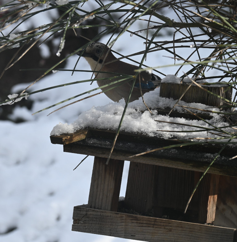 Téli madáretetés okosan