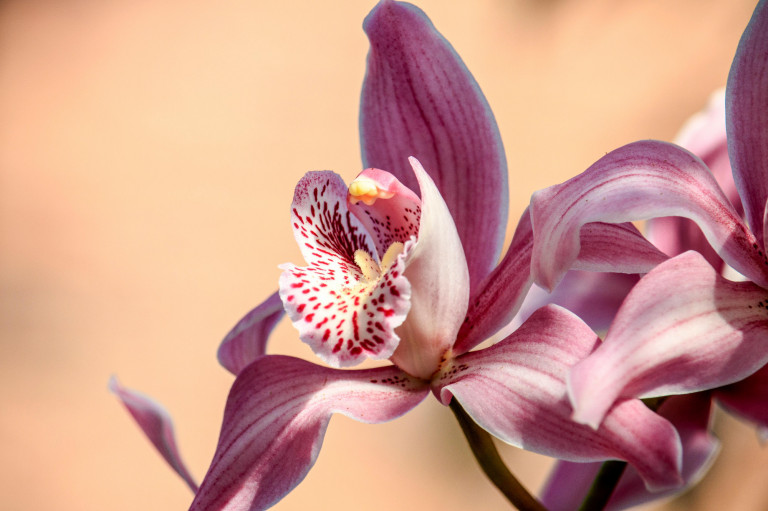Virágpompa, amitől a lakás és a lelked is ünnepi díszbe öltözik – 5×5 tudnivaló az orchideáról 