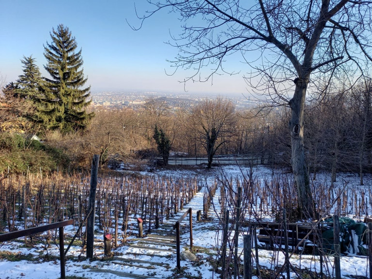 Az istenek, a királyok és a magyarok itala: ma is jó bor készül Jókai egykori édenkertjében