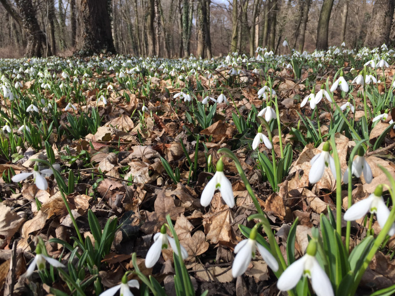 Tavaszköszöntés felsőfokon: közeleg a hóvirágünnep az Alcsúti Arborétumban