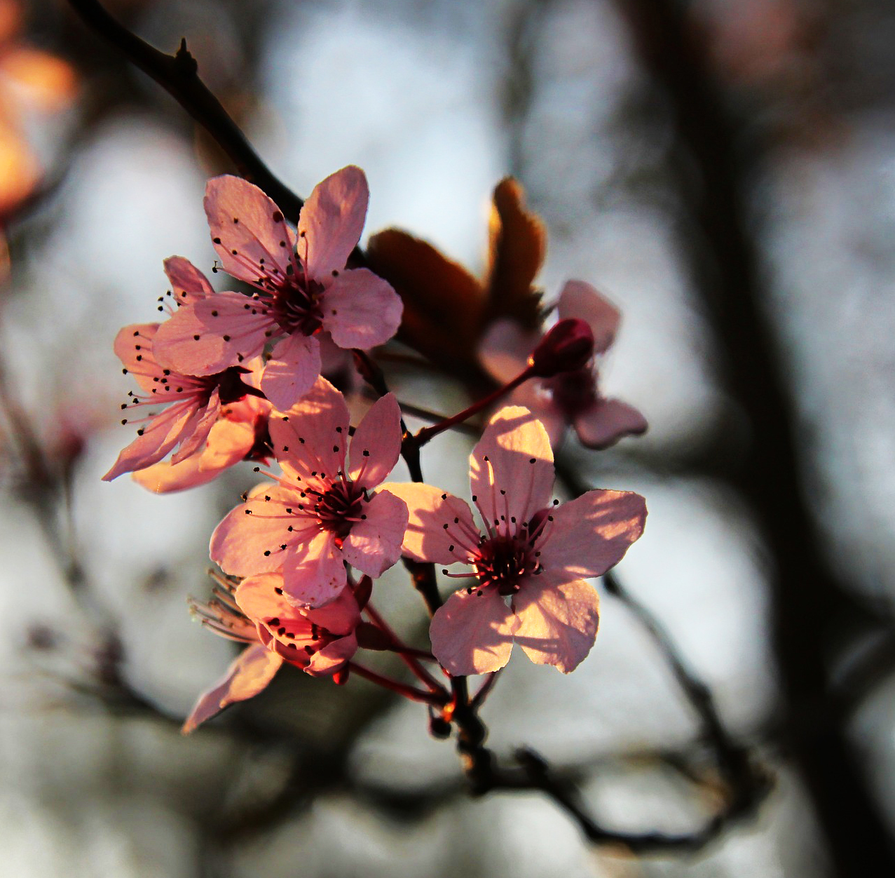A hónap gyönyörű fája és gyümölcse