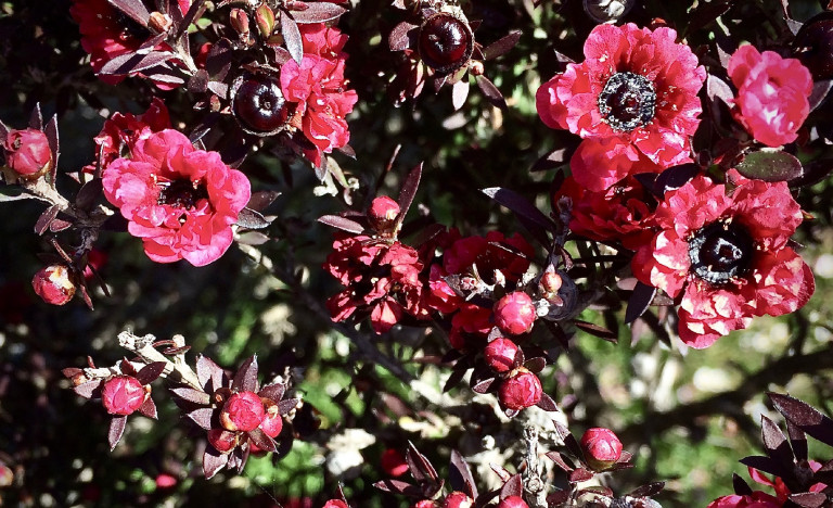 Manuka, a mézek királynője