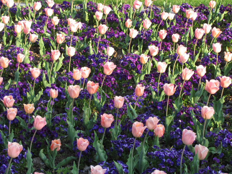 Tulipán, a tavasz kedvenc virága: 25 infó, hogy nálad is gyönyörű legyen