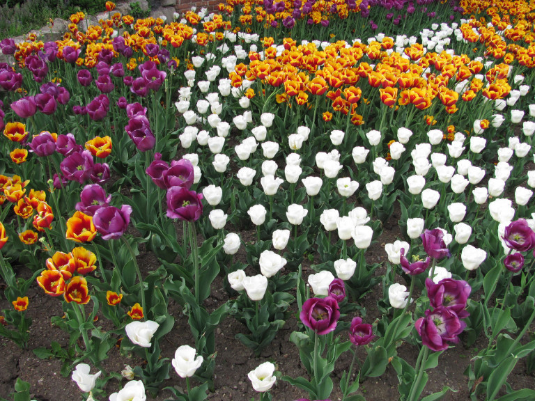 7 tulipános kert idehaza, ahol kedvedre gyönyörködhetsz