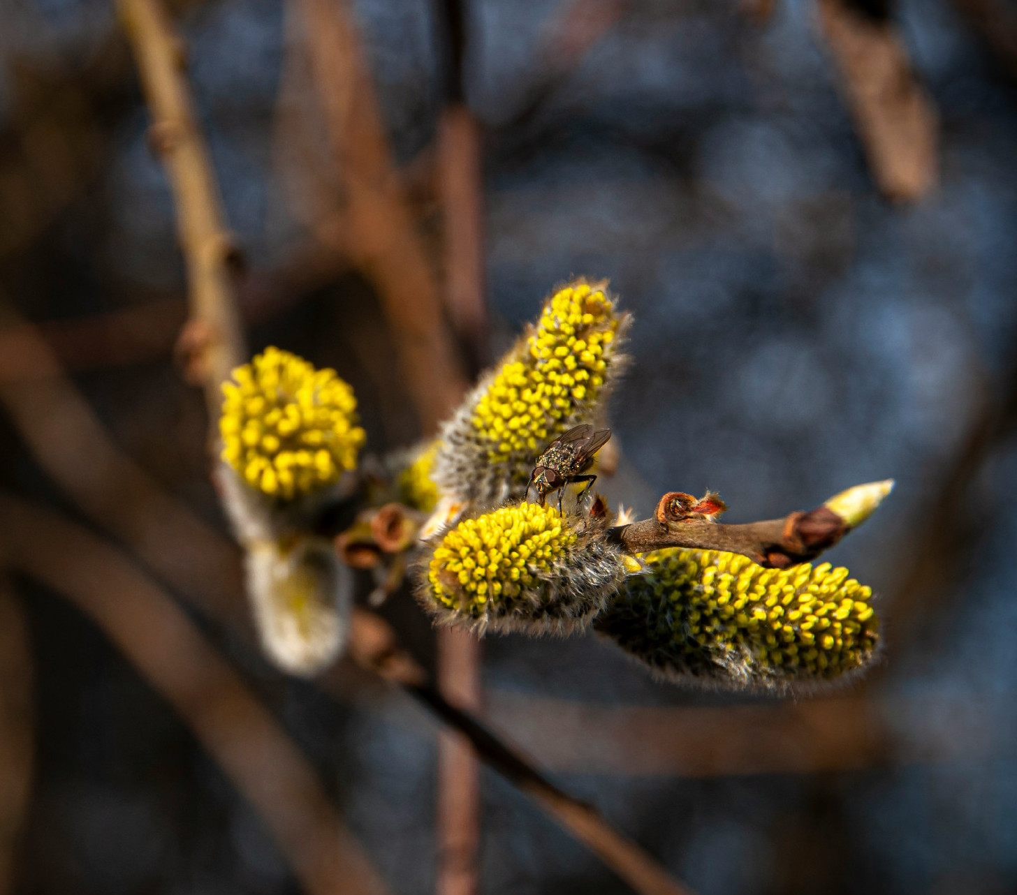 Gyógyítsd magad rügyekkel