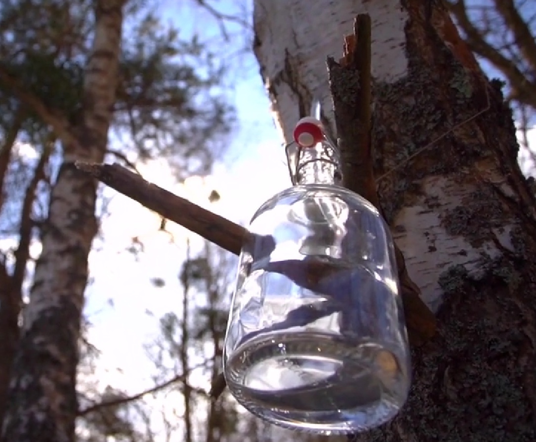 Viricselés – régi tudomány, aminek ma is nagy hasznát vehetjük