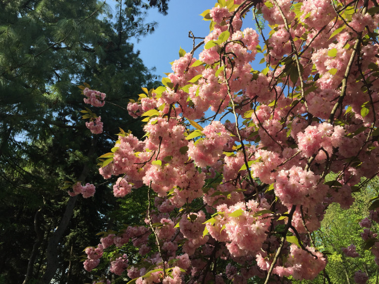 Az élet rövid, de szép: erre emlékeztet az éppen zajló Sakura ünnep