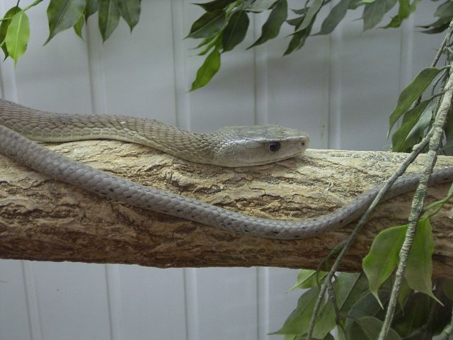 fekete mamba