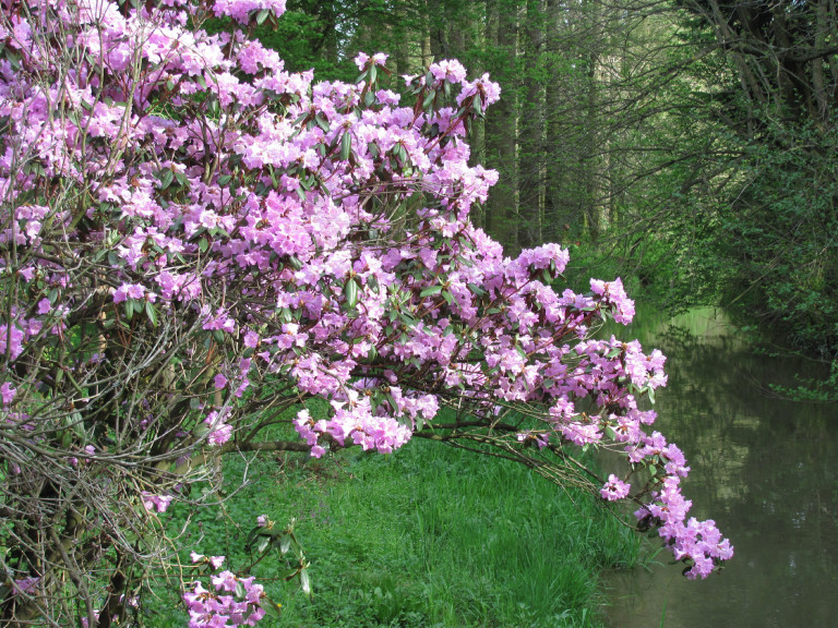 Pompába borult a havasszépe: rhododendronvirágzás Vas megye arborétumaiban