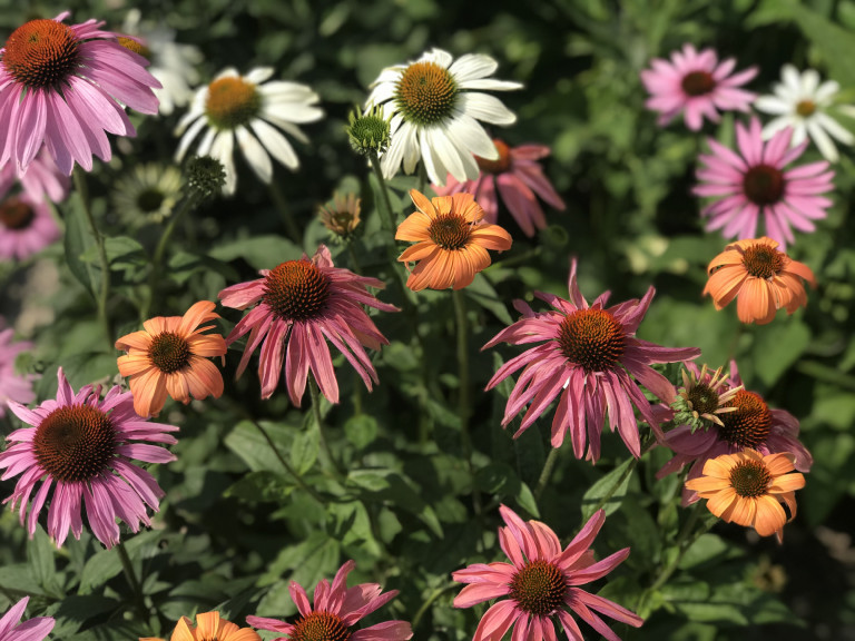 Tavaszi virágok: íme a 9 legszebb növény, ha gondolkodsz, mit ültess