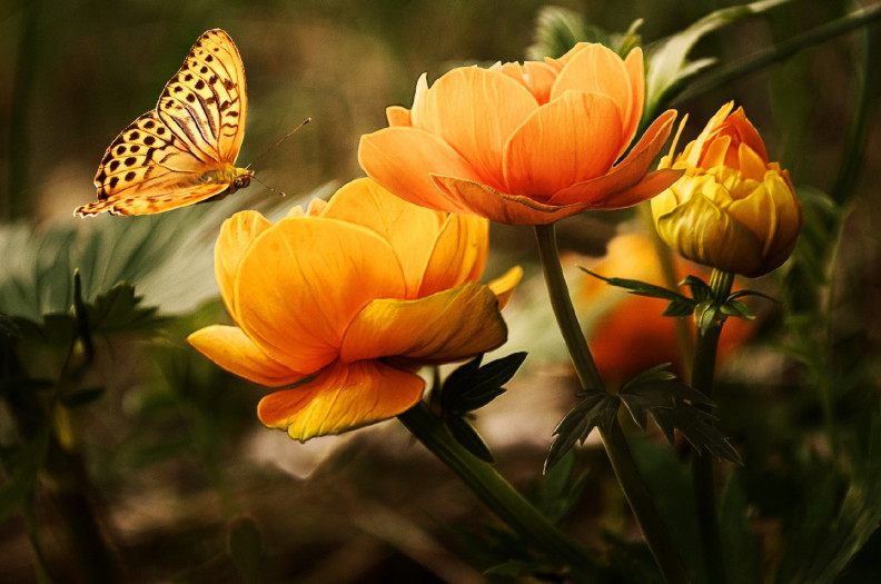 Pillangóparádé: újra várják látogatóikat a trópusi lepkekertek Szegeden, a Fővárosi Állatkertben és Parajdon! 