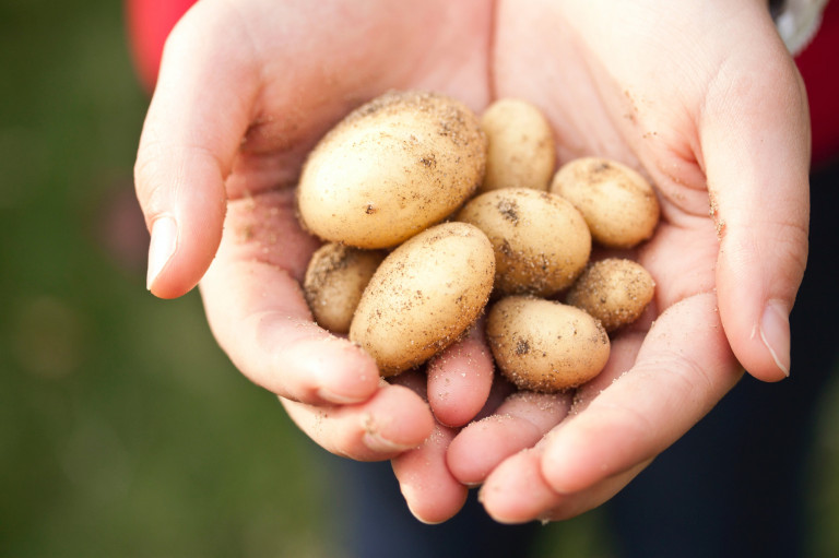 Háborgó gyomorra tényleg jó a főtt krumpli? – Ételek, amelyek segítenek a gyomorpanaszokon