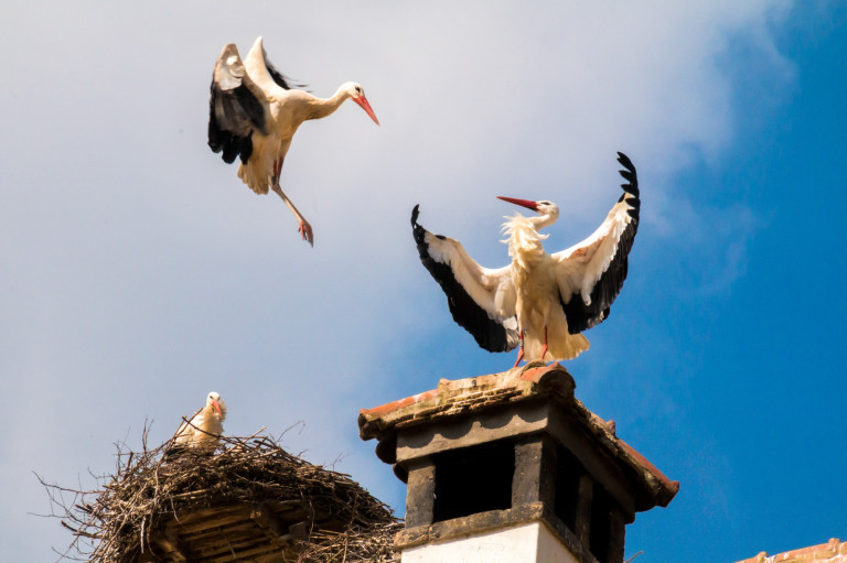 Gólya, gólya, gilice, de jó, hogy szereted hazánkat – Röviden a gólyavilágról