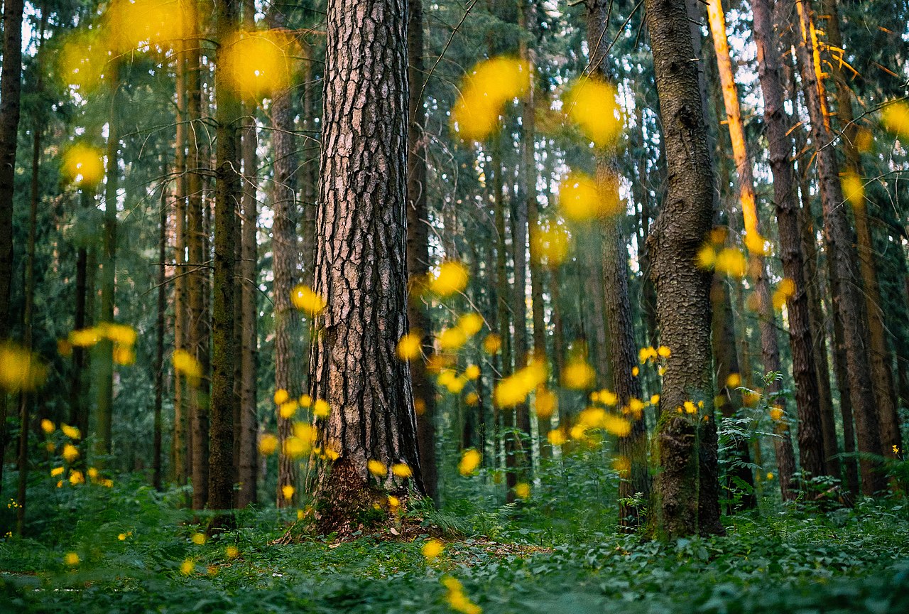 Ezernyi fénylő lámpás csodája: itt a szentjánosbogár-rajzás