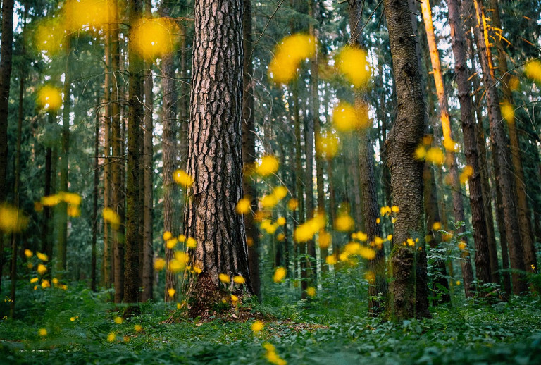 Ezernyi fénylő lámpás csodája: itt a szentjánosbogár-rajzás