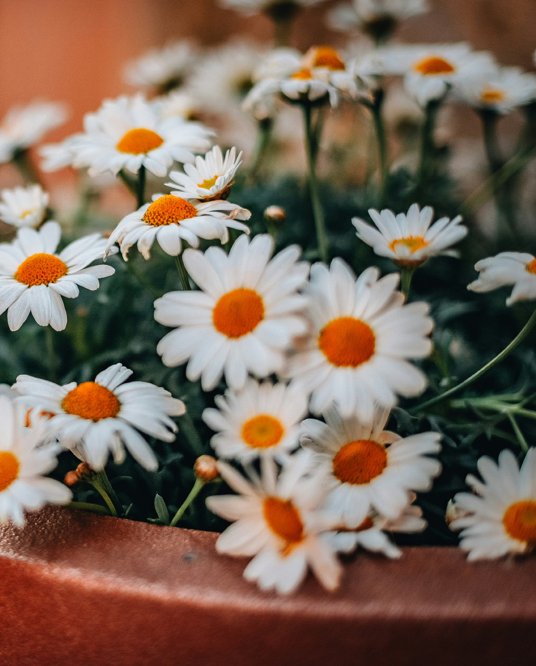 A vidéki kertek diszkrét bája