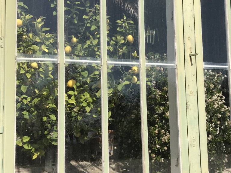 „Ismered-e a citromok honát?” – így került hazánkba citrom több száz évvel ezelőtt