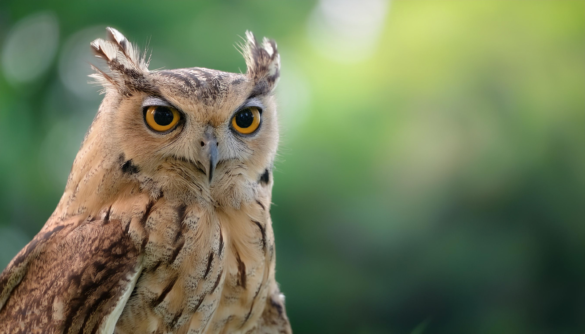 Owl bird isolated with blur green bokeh background