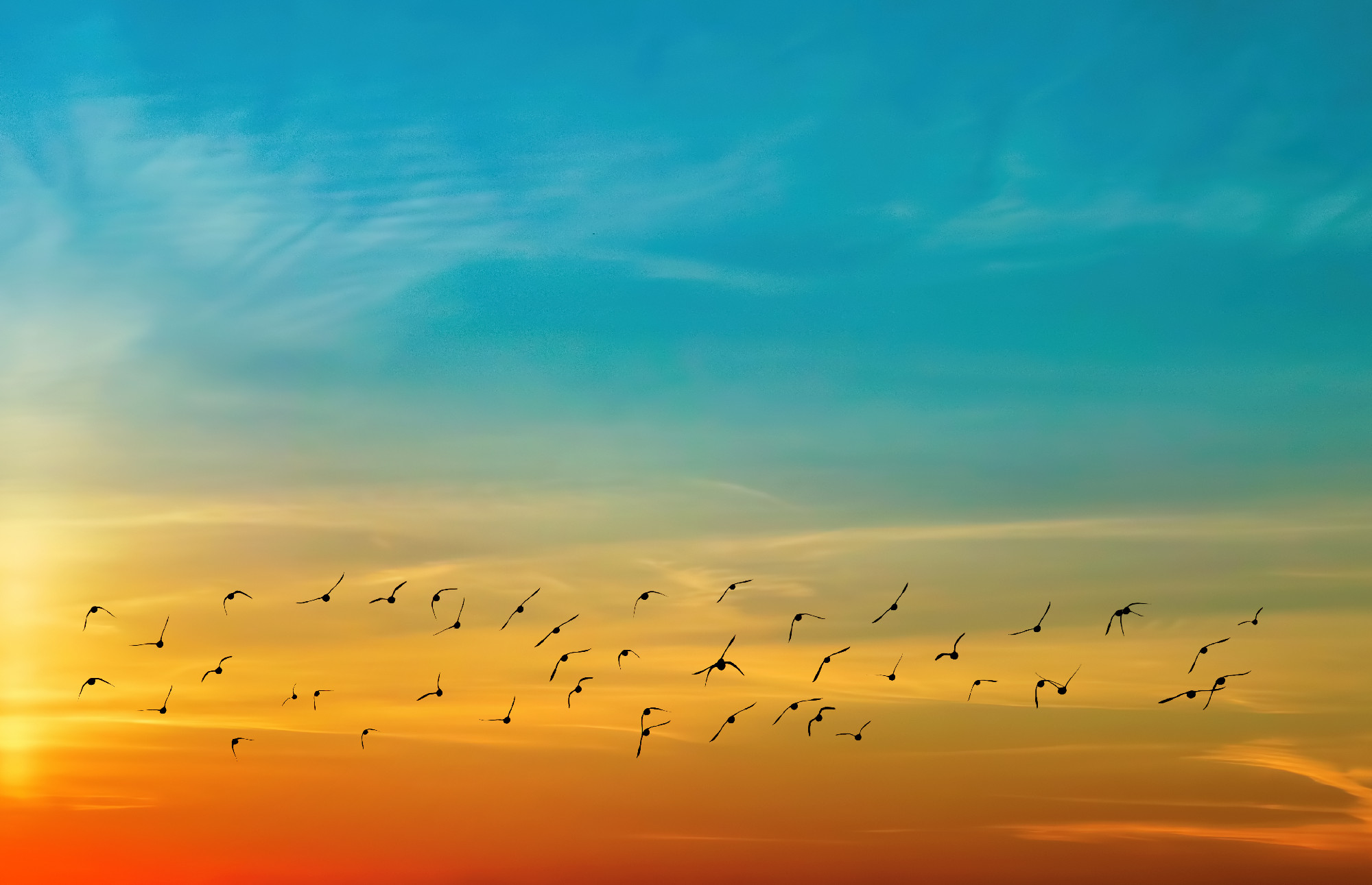 Beautiful sky on sunset or sunrise with flying birds