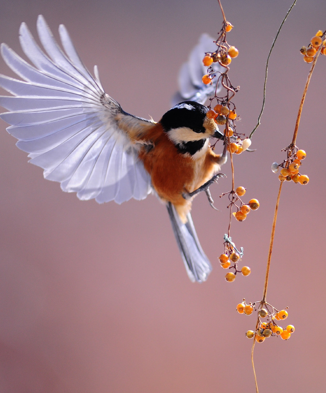 A fenntartható gazdálkodás csodafegyverei: a madarak