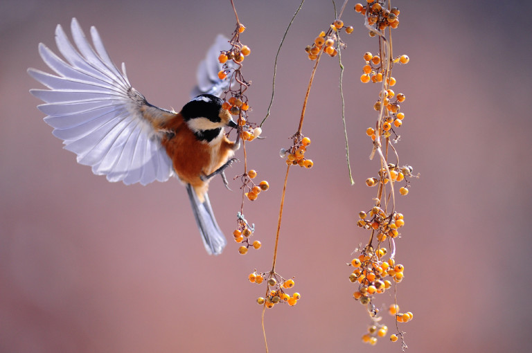 A fenntartható gazdálkodás csodafegyverei: a madarak