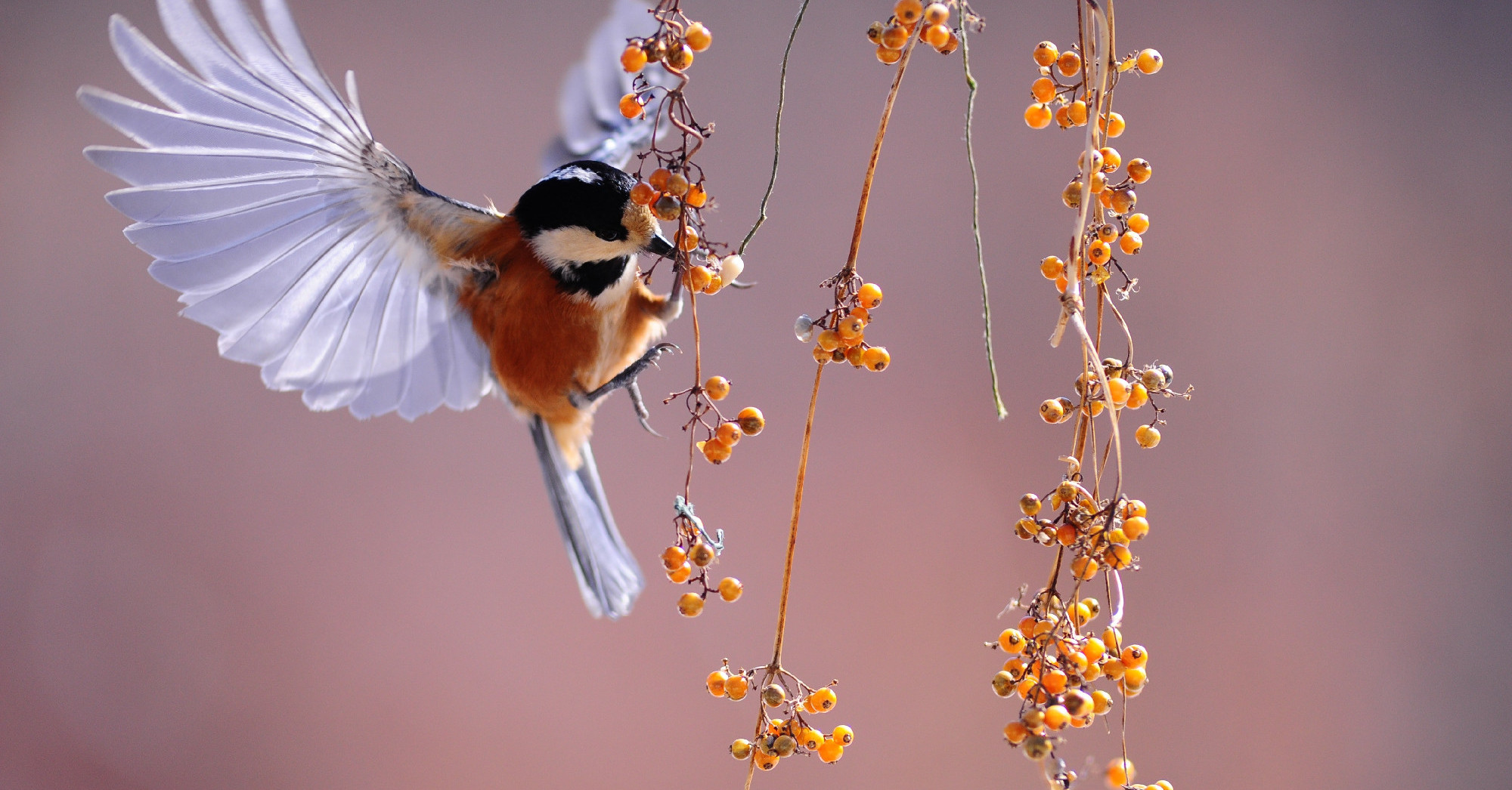 A fenntartható gazdálkodás csodafegyverei: a madarak