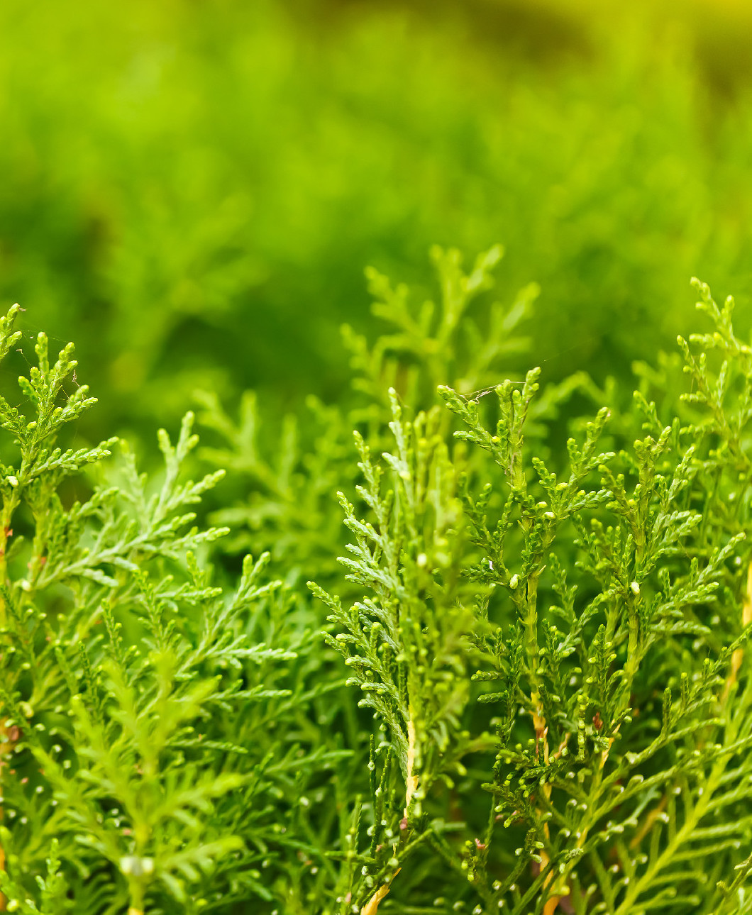 Élet a tuják után: 5 alternatíva, amivel pótolhatod őket