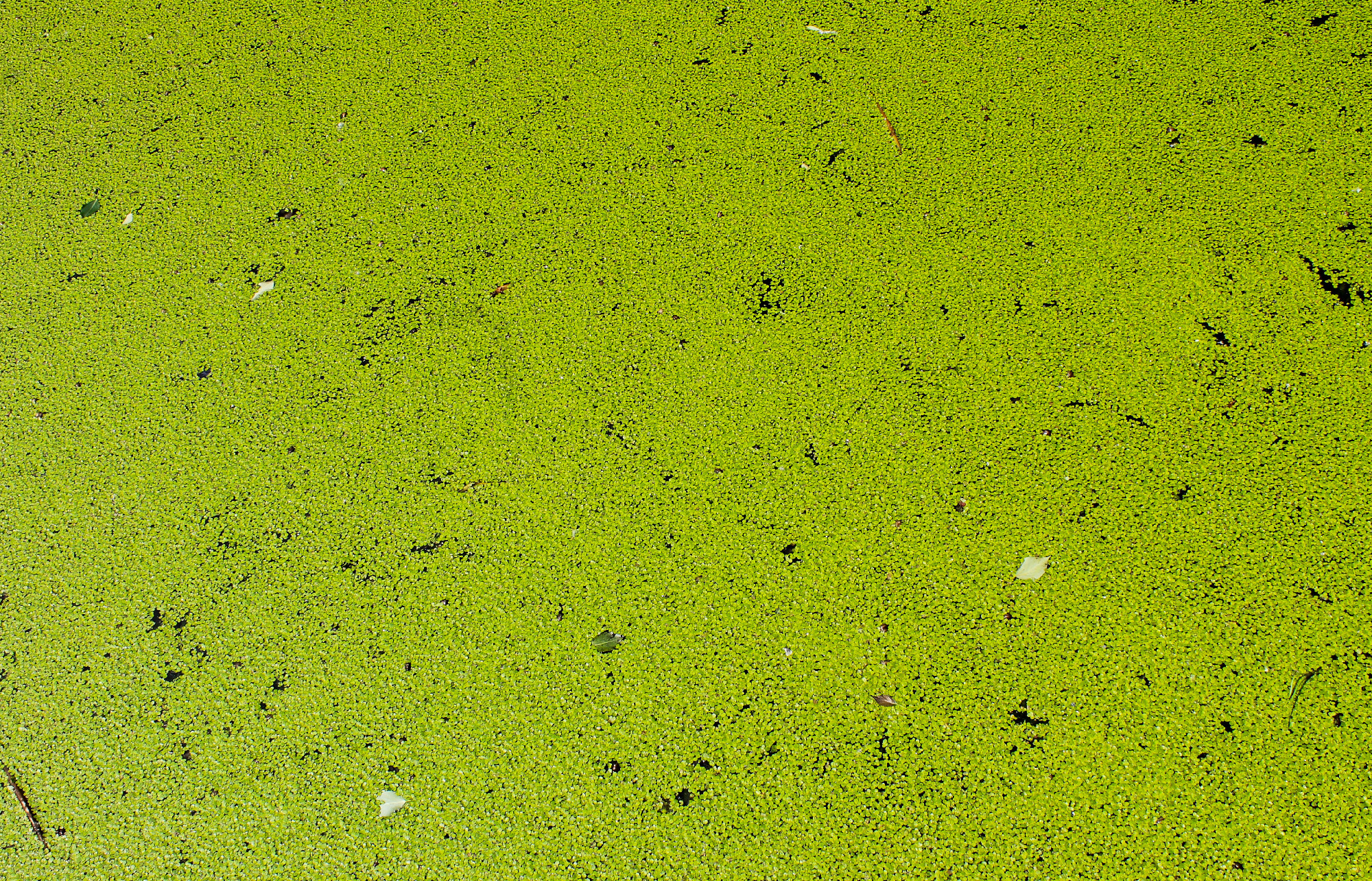 Green duckweed background