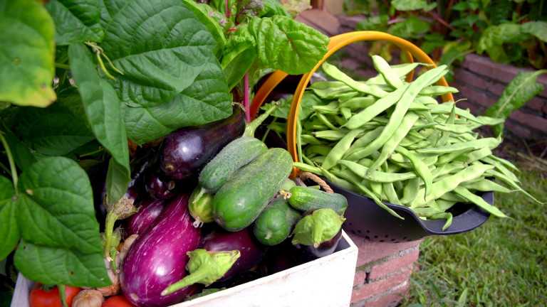 Az ősz éllovasai: zöldségek és gyümölcsök, amikből kedvünkre válogathatunk