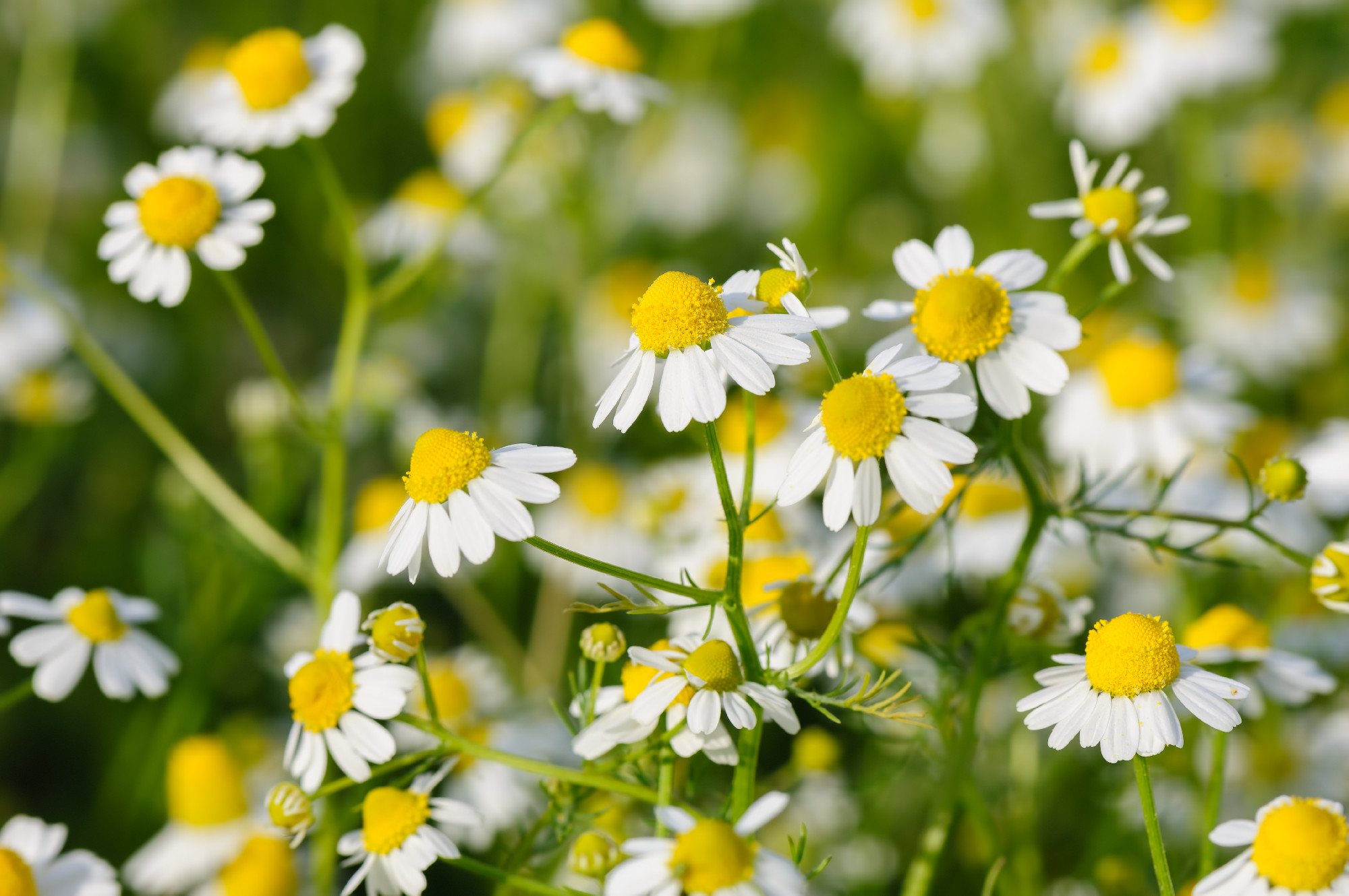 Camomille flowers grow at meadow