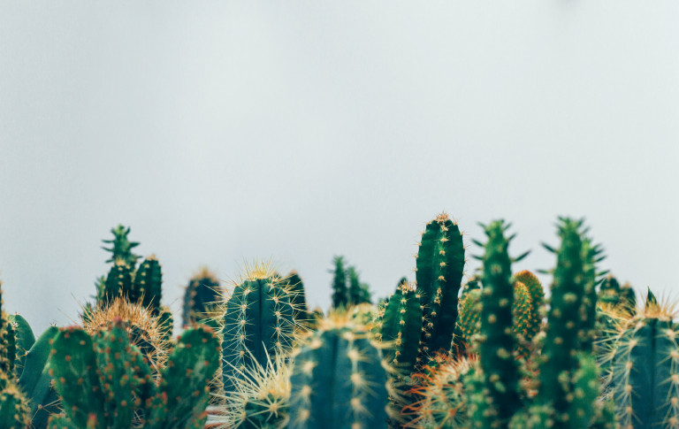 Ahol az ember lábát veti, ott kaktusz teremhet – az alföldi kaktusz-sztoriról