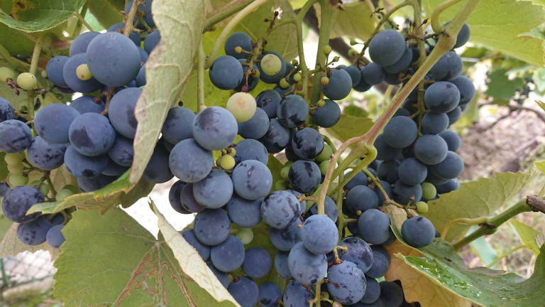 Mi is az a direkttermő szőlő, és miért nem érdemes lemondani róla?