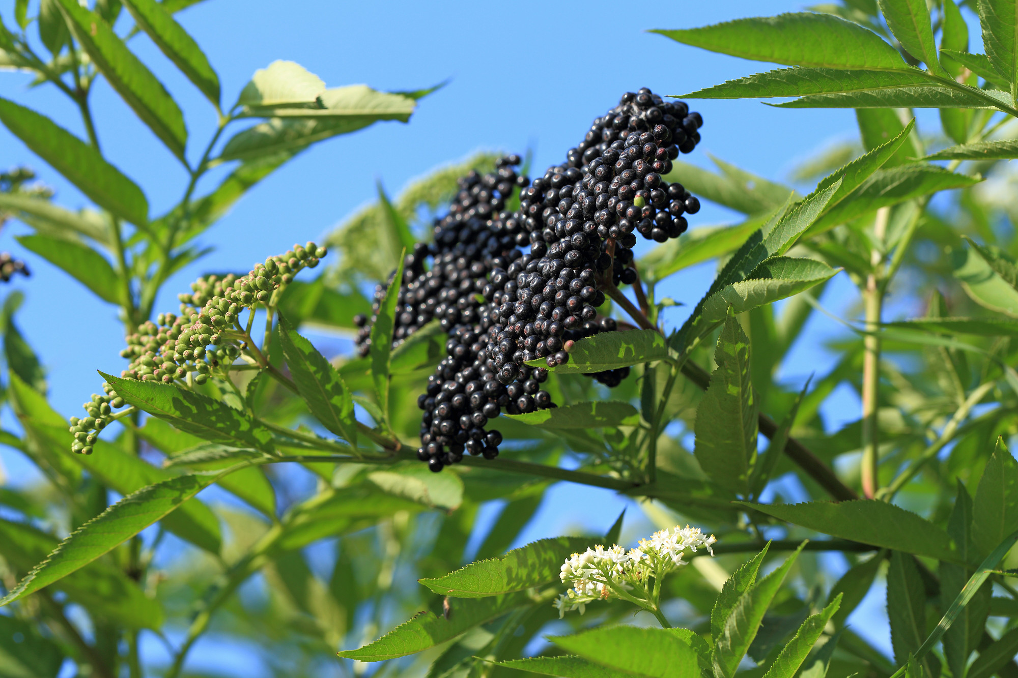 Leaves and berries of black elder