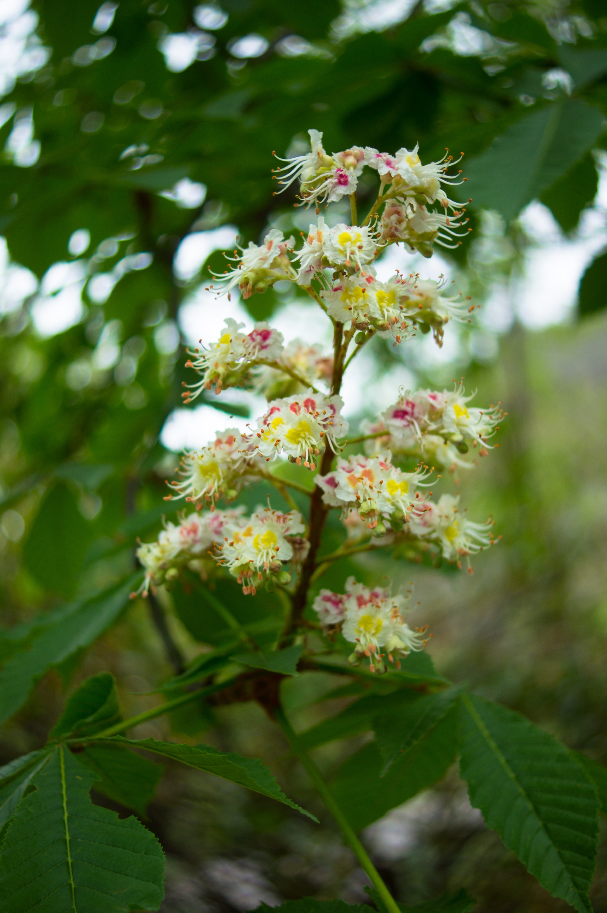 Chestnut flowers
