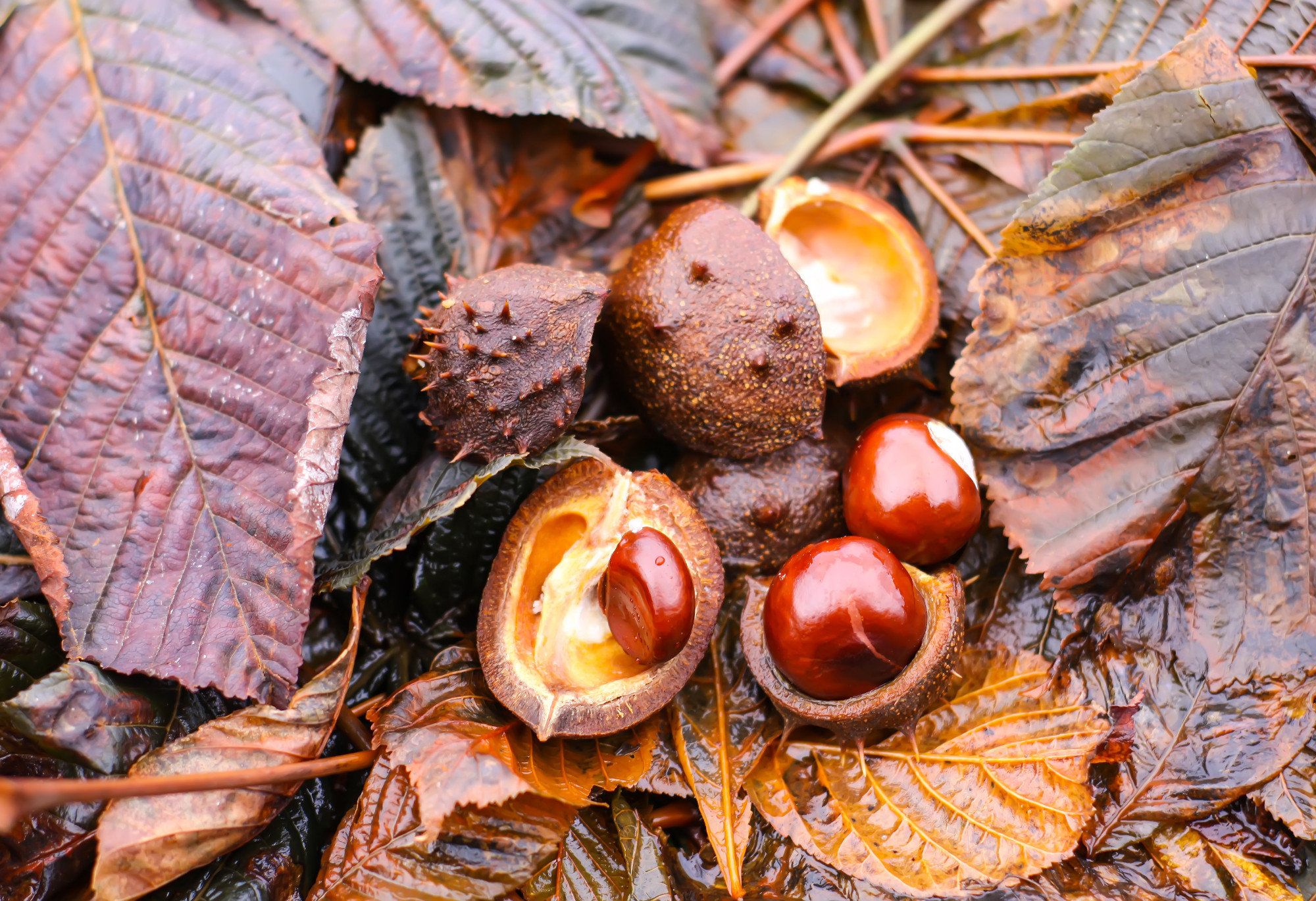 Horse-chestnuts or Aesculus hippocastanum fruits in autumn.